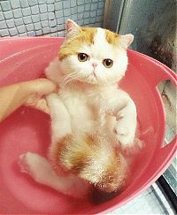 Fauna & Flora: cute cat taking a bath