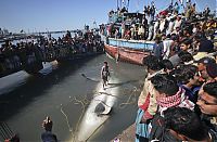 TopRq.com search results: Giant whale shark catch, Pakistan