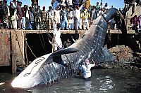 TopRq.com search results: Giant whale shark catch, Pakistan