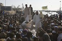 Fauna & Flora: Giant whale shark catch, Pakistan