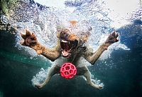 Fauna & Flora: underwater dog
