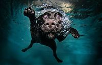 Fauna & Flora: underwater dog