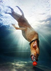 Fauna & Flora: underwater dog