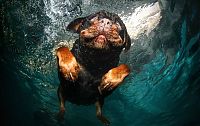 Fauna & Flora: underwater dog