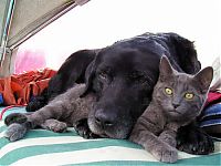 Fauna & Flora: cat and dog