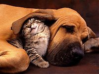 Fauna & Flora: cat and dog