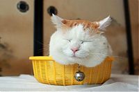 TopRq.com search results: two kitties in a basket