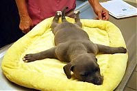 Fauna & Flora: swimmer dog puppy disorder