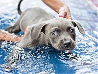 Fauna & Flora: swimmer dog puppy disorder