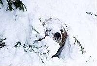 Fauna & Flora: bear wakes up from the winter hibernation