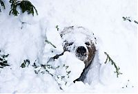 TopRq.com search results: bear wakes up from the winter hibernation