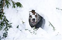 Fauna & Flora: bear wakes up from the winter hibernation