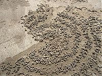 Fauna & Flora: sand bubbler crabs build sand pellets