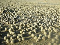 Fauna & Flora: sand bubbler crabs build sand pellets