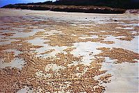 Fauna & Flora: sand bubbler crabs build sand pellets