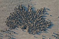 Fauna & Flora: sand bubbler crabs build sand pellets