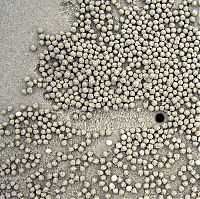 Fauna & Flora: sand bubbler crabs build sand pellets