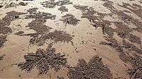 Fauna & Flora: sand bubbler crabs build sand pellets