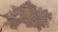 Fauna & Flora: sand bubbler crabs build sand pellets