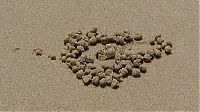 Fauna & Flora: sand bubbler crabs build sand pellets