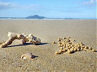 Fauna & Flora: sand bubbler crabs build sand pellets