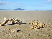 TopRq.com search results: sand bubbler crabs build sand pellets