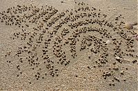 Fauna & Flora: sand bubbler crabs build sand pellets