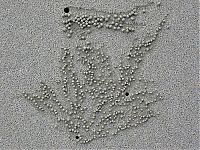 Fauna & Flora: sand bubbler crabs build sand pellets