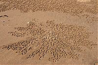 Fauna & Flora: sand bubbler crabs build sand pellets