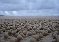 Fauna & Flora: sand bubbler crabs build sand pellets