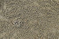 TopRq.com search results: sand bubbler crabs build sand pellets