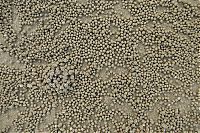 TopRq.com search results: sand bubbler crabs build sand pellets