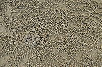 Fauna & Flora: sand bubbler crabs build sand pellets