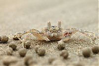 Fauna & Flora: sand bubbler crabs build sand pellets