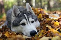 Fauna & Flora: husky dog