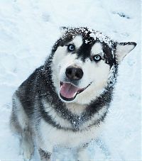 Fauna & Flora: husky dog