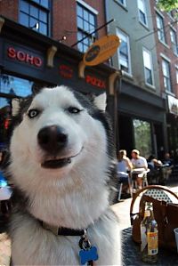 Fauna & Flora: husky dog