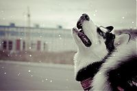 TopRq.com search results: husky dog