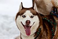 Fauna & Flora: husky dog