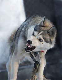 TopRq.com search results: husky dog