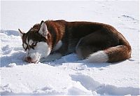 Fauna & Flora: husky dog