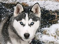 Fauna & Flora: husky dog