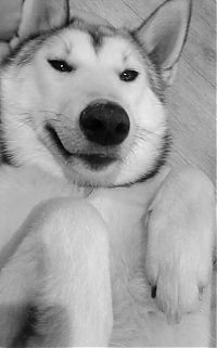 Fauna & Flora: husky dog