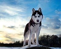 Fauna & Flora: husky dog