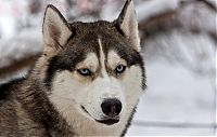 TopRq.com search results: husky dog