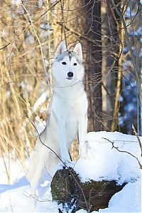 Fauna & Flora: husky dog