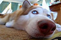 TopRq.com search results: husky dog