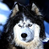 Fauna & Flora: husky dog