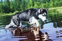 Fauna & Flora: husky dog