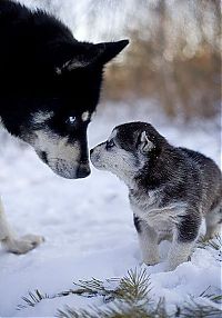 Fauna & Flora: husky dog